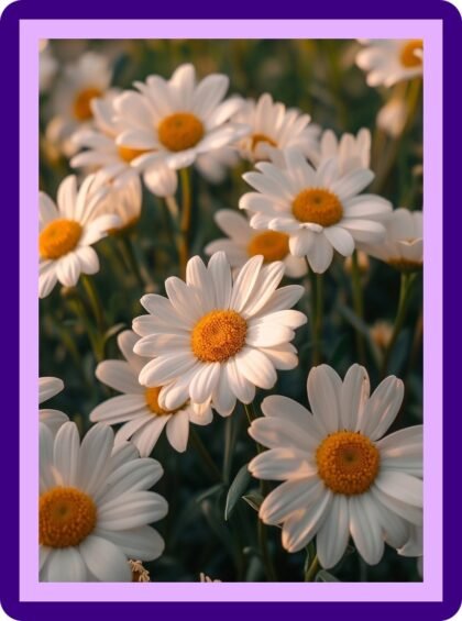 Daisy Cluster Macro Golden Light Aesthetic Poster