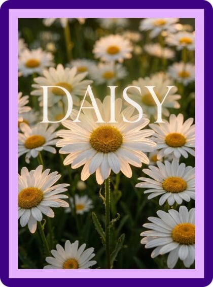 Daisy Field Golden Hour Typography Aesthetic Poster